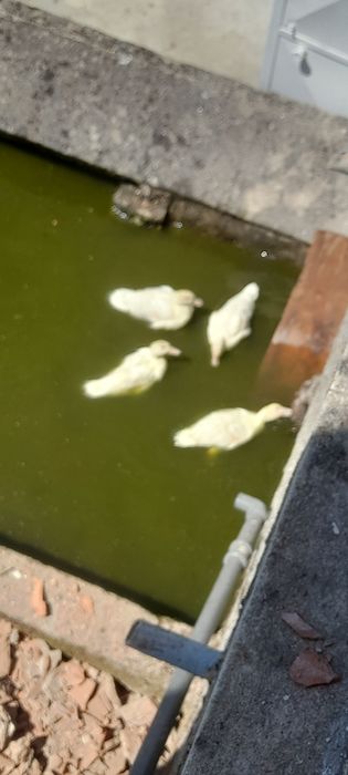 Patos Pequim Jovens