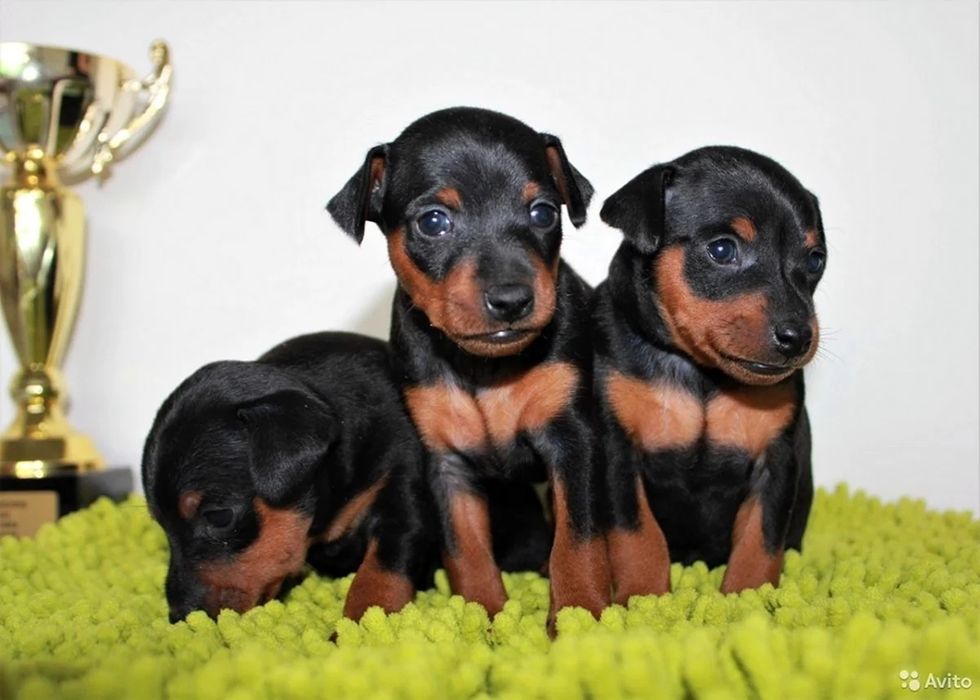 Високопородні цуценята цвергпінчера