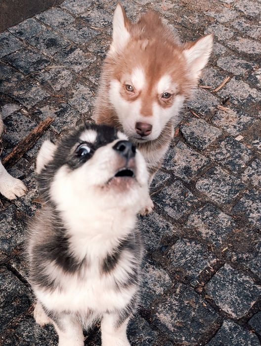 Черно білого кольору