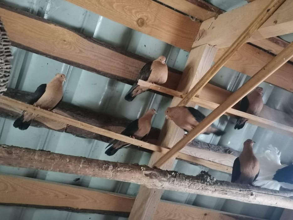 Gołębie ozdobne Gile Pawiki