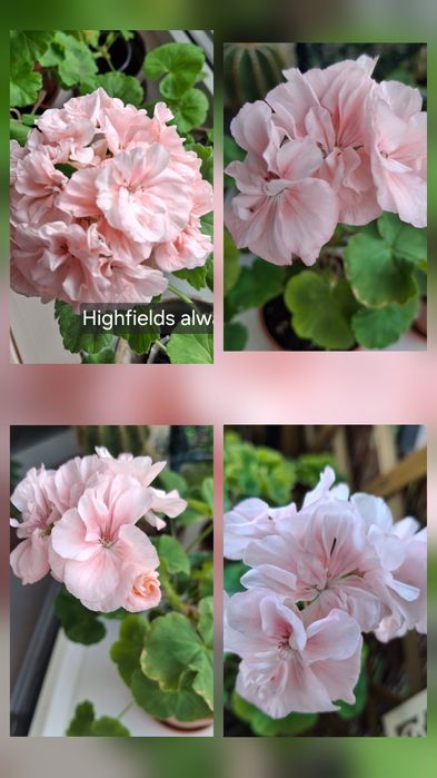 Pelargonia kolekcjonerska