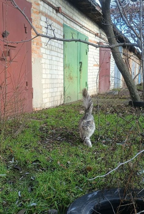 Котики підлітки!! Шукають своїх ЛЮДЕЙ!!