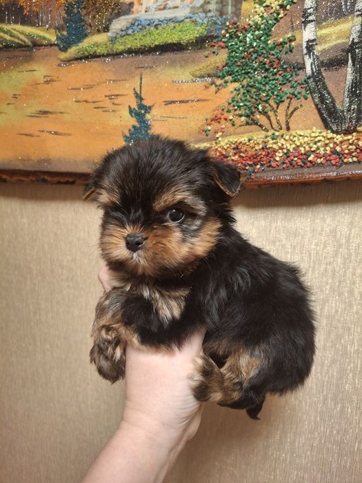 Супер Мини мальчик Йорк!