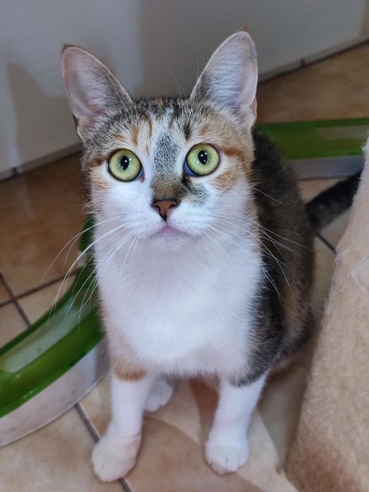 Пристраивает в добрые руки