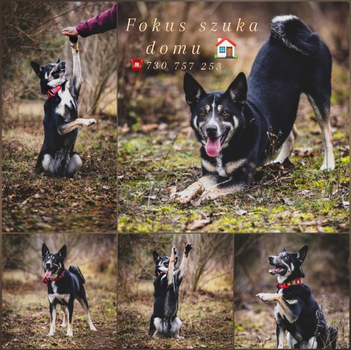 Fokus- wyjątkowy pies szuka domu