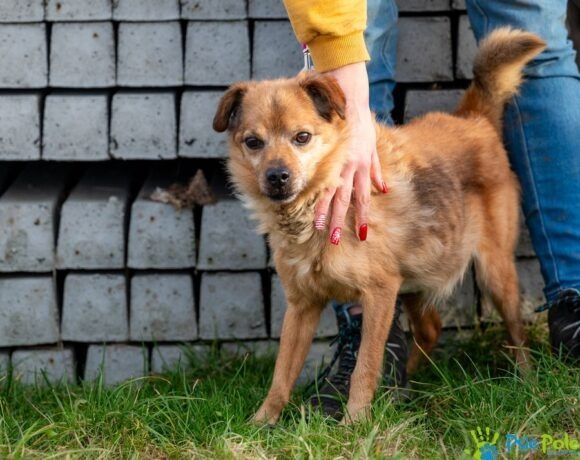 Miły, kochany piesek BALONIK rozgląda sie za domkiem!