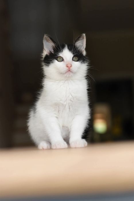 Urocze kociaki szukają domu!