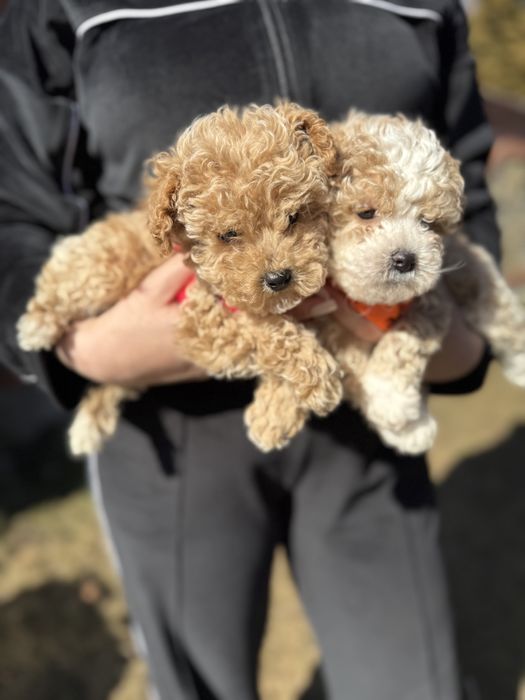 Шикарні мальтипу чіповані