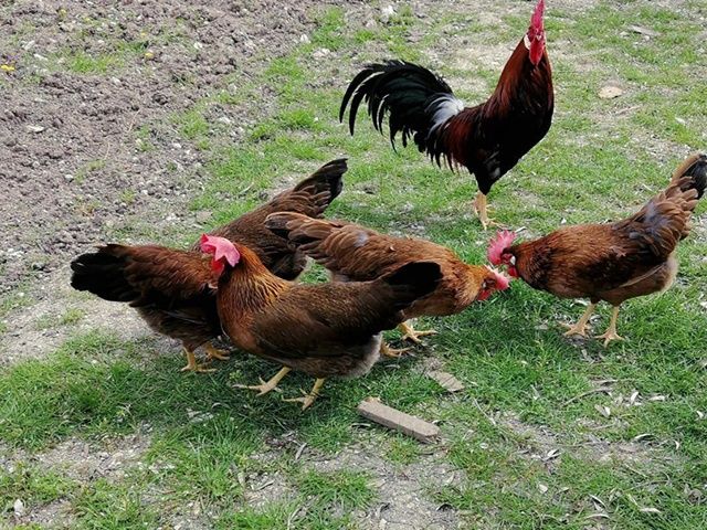 Яйце інкубаційне,курчата, Леггорн лавандовий, куріпчастий, спліш.