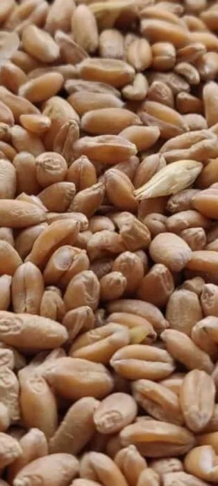 Pszenżyto  owies pszenica