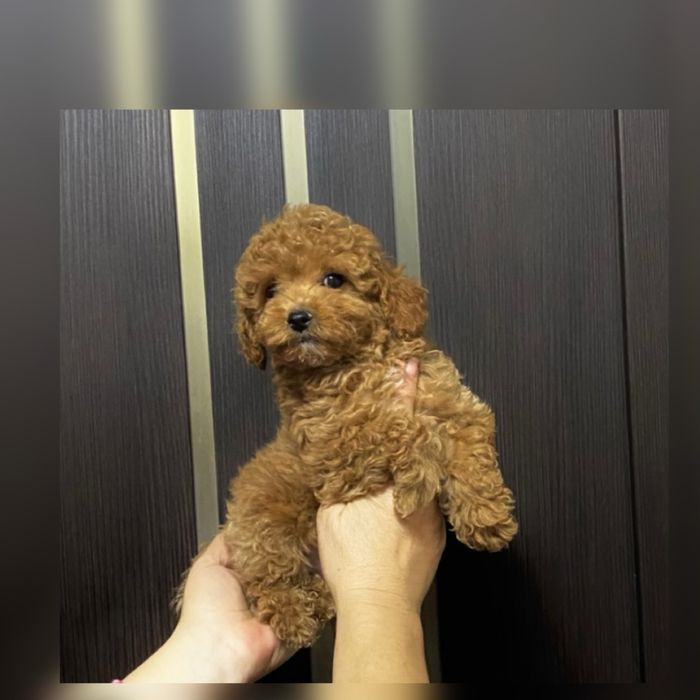 Шикарне маля хлопчик Найкращий друг для Вас та ваших діток