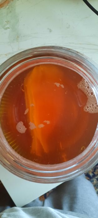 Kombucha, Scooby + Starter