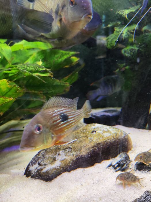 Ziemiojad sveni geophagus sveni