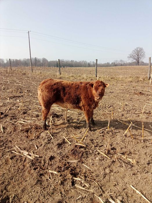 Jałówki mięsne limousine