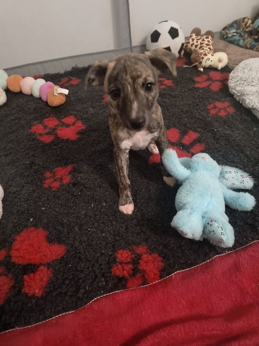 Szczenię suczka charta angielskiego - Whippeta