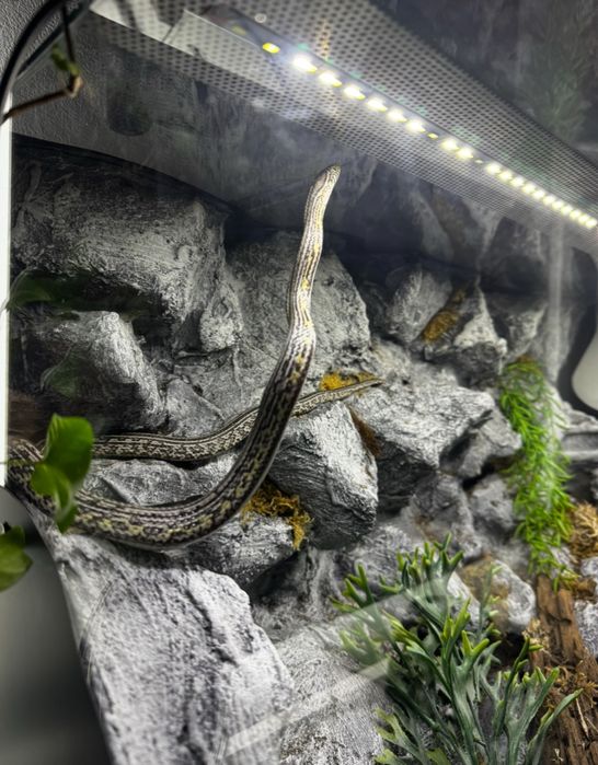 Wąż zbozowy samica