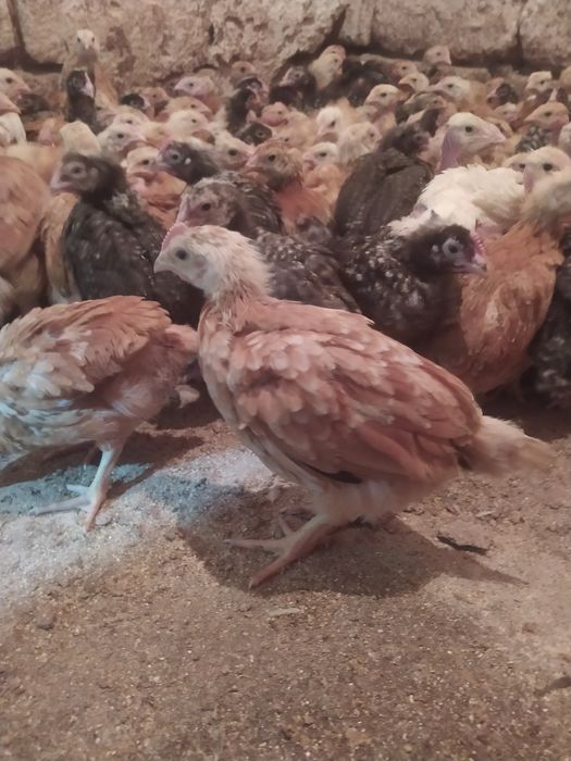 Продам курчата мясо-несушка вага 1 кг