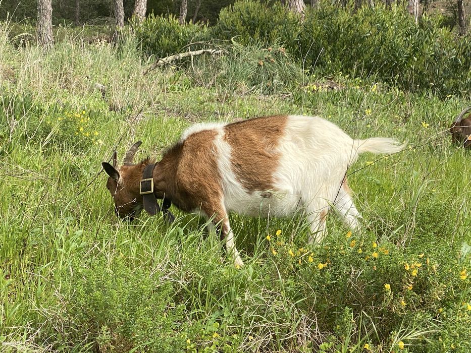 Cabra anã para venda
