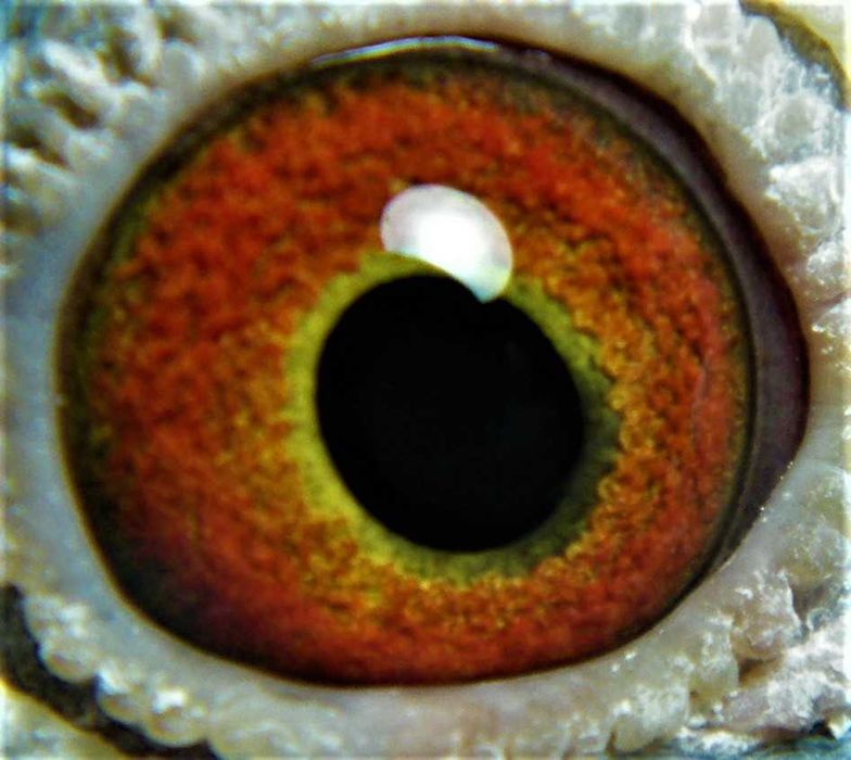 Gołąbek Rozpłodowy Samiczka wnuk Olimpijki