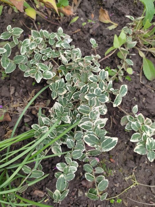 Бересклетики варієгатні