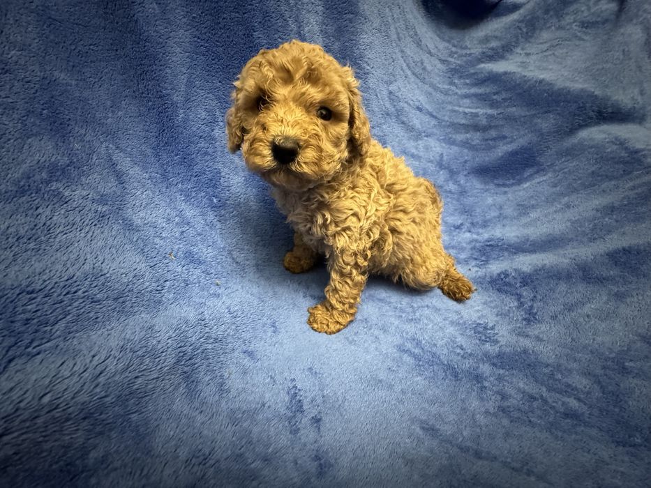 Той пудель дуже малесенький хлопч