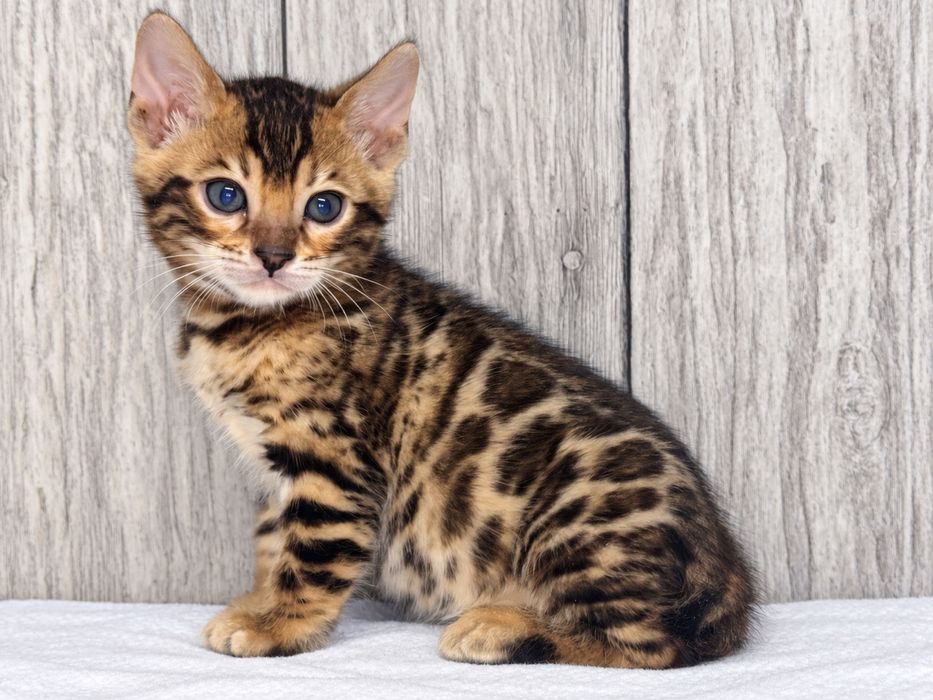 Бенгальські кошенята