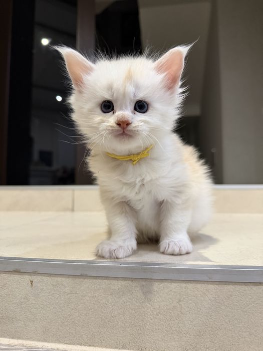 Кошенята Мейн-кун