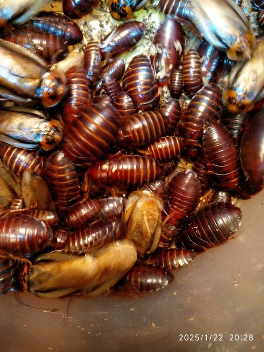 Таракан Постикус