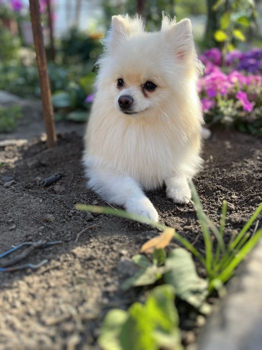 Вязка померанский  шпиц