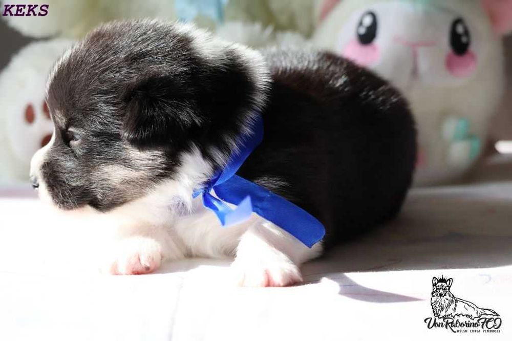 Welsh Corgi Pembroke