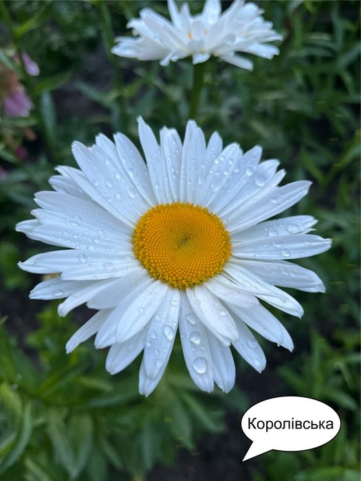Ромашка Королівська великоквіткова