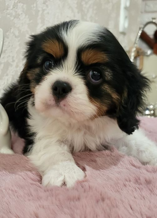 Хлопчик кавалер кинг чарльз спаниель