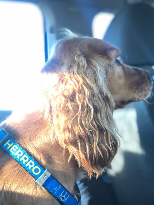 Мальчик Английский кокер спаниель ищет девочку