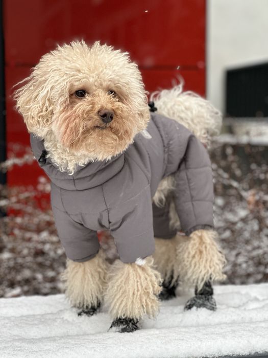 Zimowy kombinezon da psa, ręcznie szyty (szary, lilowy)