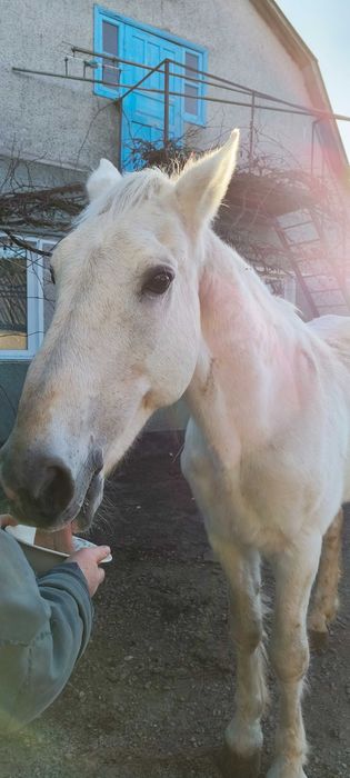 Продам коня (жеребець)