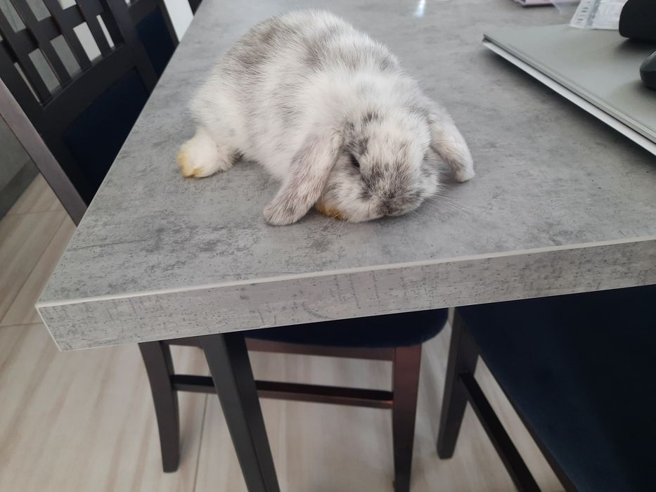 Kroliczki miniaturki  mini lop