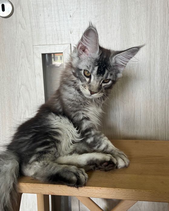 Srebrny kocurek Maine Coon gotowy do odbioru