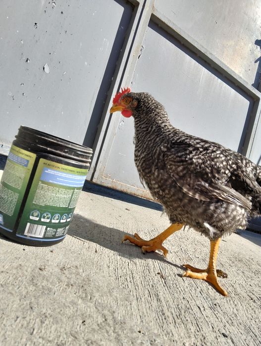 Vendem-se pintos e derivados