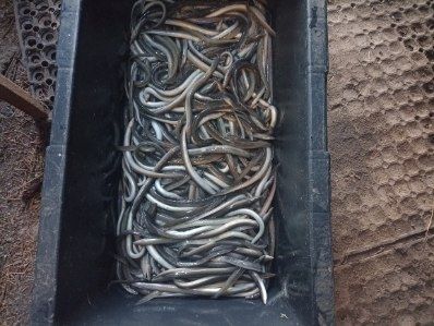 Sprzedaż ryb stawowych I ozdobnych