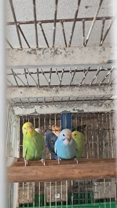 Lote de periquitos