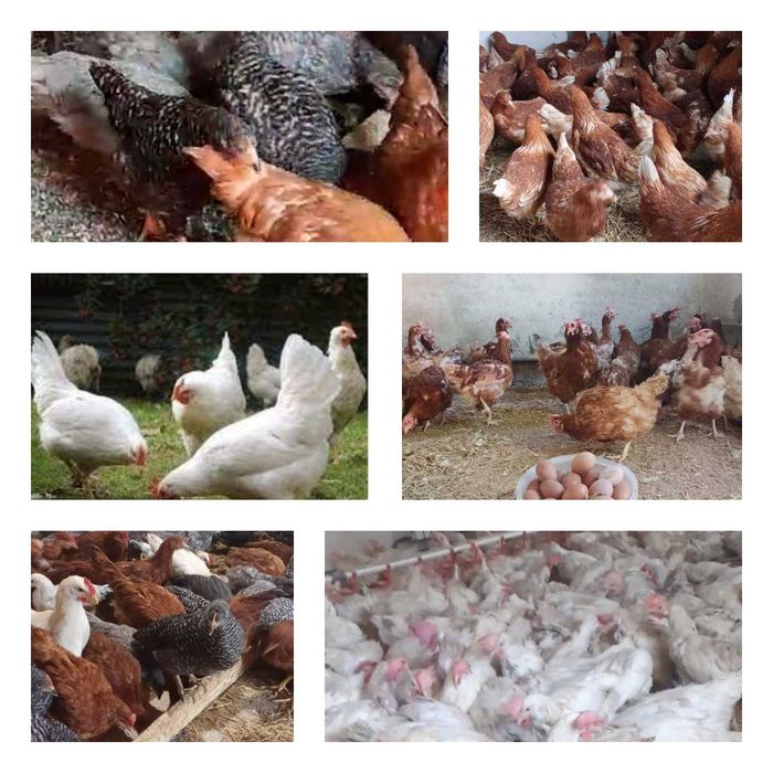 Продам кури несушки! Доставка безкоштовна. Сквира!