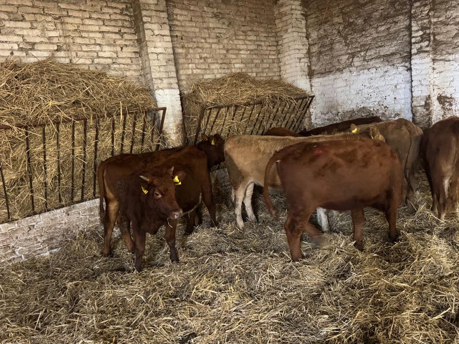 Odsadki byki i jalowki typowo miesne