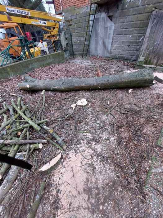 Drzewa świerzo ścięte, Dąb, Jesion, Wierzba