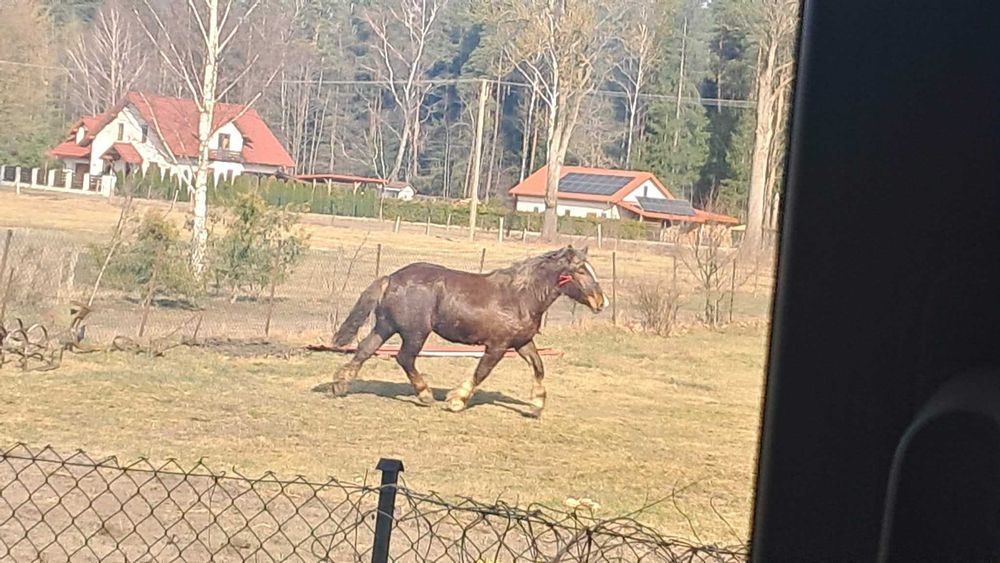 Sprzedam klacz.