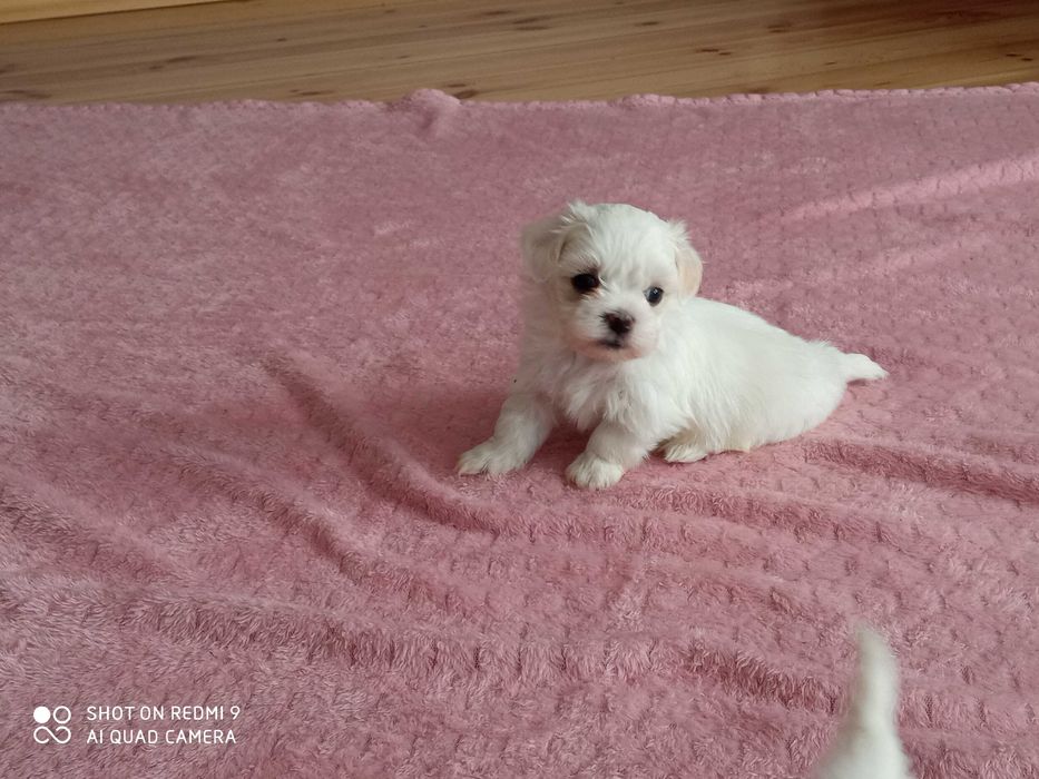 maltańczyki piesek i sunia