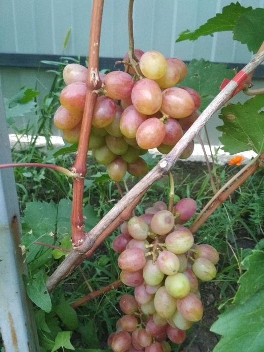 Саджанці винограду