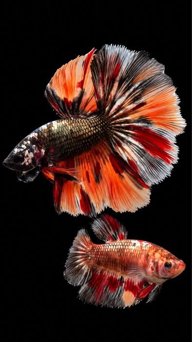 Bettas Tailândia - Premium Selection