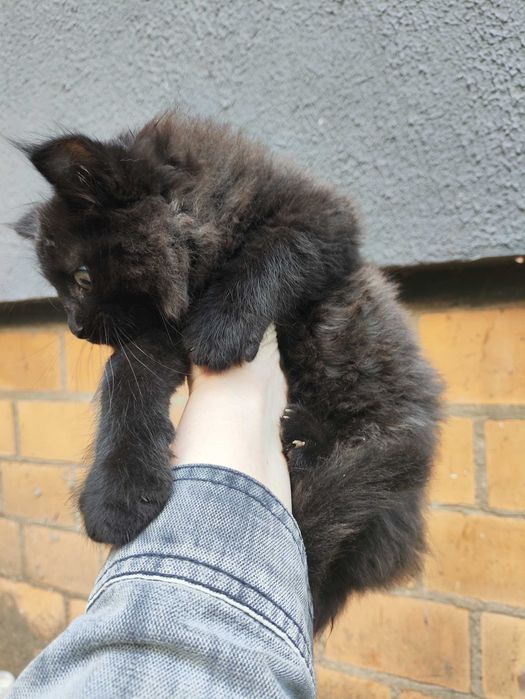 кошенята в теплі обійми