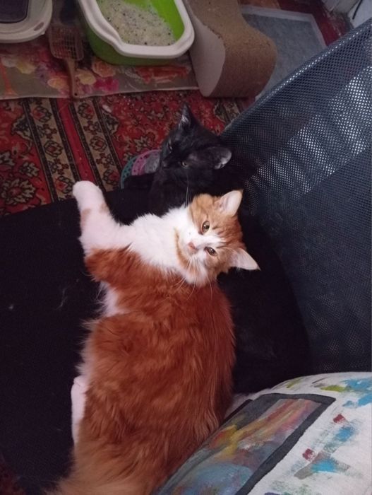 Отдадим котов в хорошие руки!