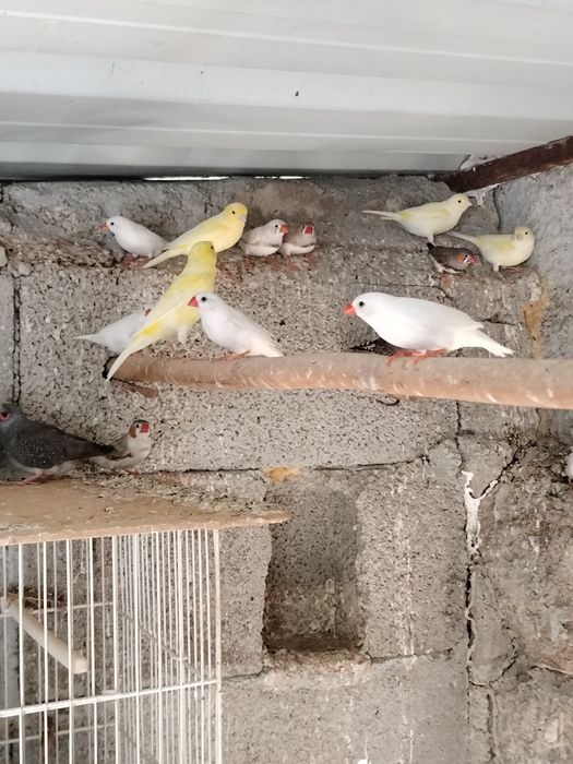 Vendo mandarins 2026